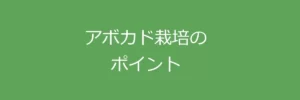 アボカド栽培のポイント